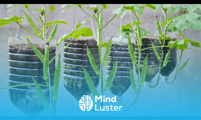 How to grow okra hanging upside down in plastic bottles without a garden