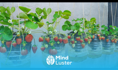 Revealed the secret to growing strawberries hanging in plastic bottles WITHOUT WATERING