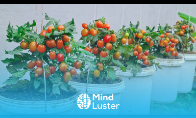 Unique with skill of growing hanging cherry tomatoes from fruit without care extremely fruity