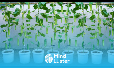 Awesome way to grow hanging cucumbers tips for growing cucumbers with many fruits