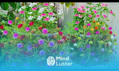 How to grow beautiful Portulaca Grandiflora flower in hanging Pots Portulaca Grandiflora Cuttings