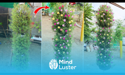 Beautiful Hanging Portulaca Moss Rose in Plastic bottles Growing Portulaca from cuttings