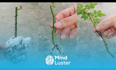 New idea How to grow roses from cuttings in baby diapers