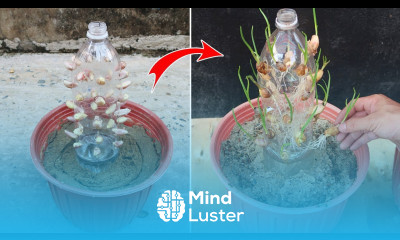 Amazing idea for growing Garlic How to grow Garlic in plastic bottles