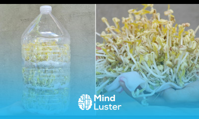 How to grow bean sprouts in Plastic bottles Grow Bean Sprouts At Home