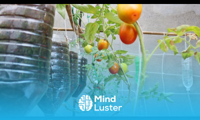 Easy Way To Grow Tomato Plant in Plastic Hanging Bottles Growing Tomatoes from Seed