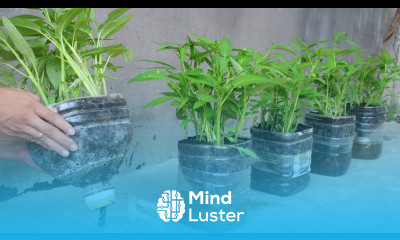 How to grow vegetable in plastic bottles for beginners Growing vegetable with seeds