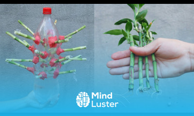 Tips for propagating branches in plastic bottles with water for beginners