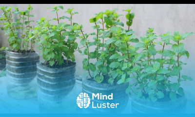 How to grow mint in plastic bottles with water at home