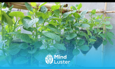 How to grow spinach with space saving growing spinach hanging in plastic bottles