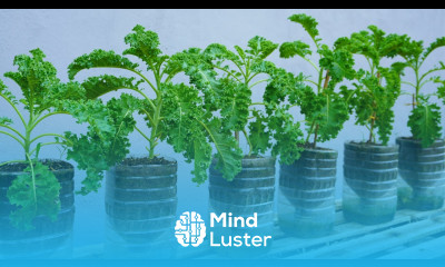 How to grow kale in plastic bottles without watering for high productivity