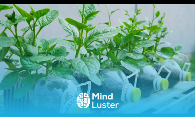 How to grow spinach in plastic bottles for beginners