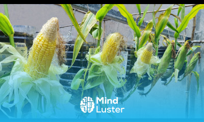 Extremely unique with growing corn hanging upside down in a plastic bottle