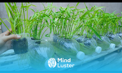 How to grow water spinach in plastic bottles with water very easily and quickly