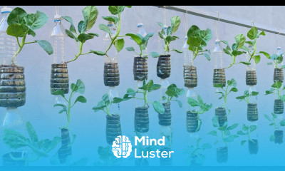 Grow vegetables at home in hanging plastic bottles unique and space saving