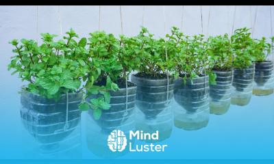 DIY Garden Try growing mint without watering the ending is unbelievable