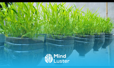 How to grow water spinach in plastic bottles grow water spinach from seeds