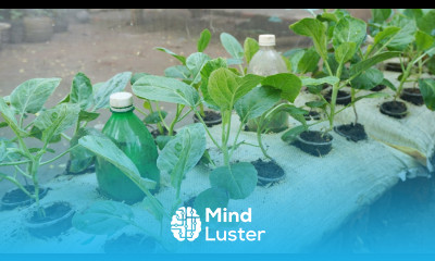 Good experience to grow collard greens in bags Growing collard greens from seeds