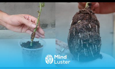 How to propagate roses with banana peels for many roots Growing roses with bananas