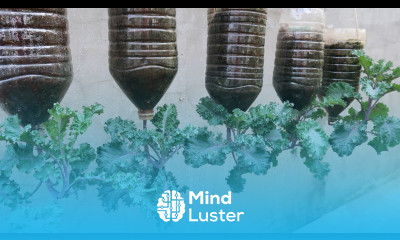 Tips for growing kale in plastic bottles without care