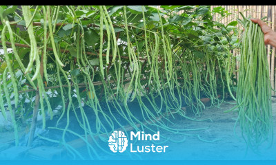 Good tips to grow long beans at home without care