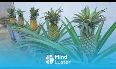 New idea why don t you use old plastic chairs to grow pineapple