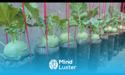 If you grow kohlrabi this way you don t have to buy kohlrabi at the supermarket anymore