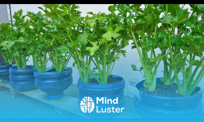 Why don t you use plastic bottles to grow celery at home Dream celery garden