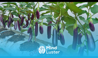 Why do Eggplant grow in bags of soil have so many fruits Watch and Discover
