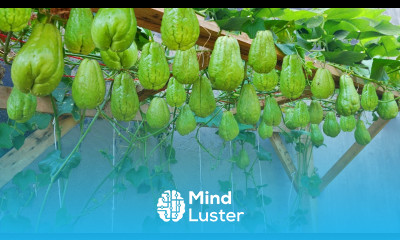 Watch Our Chayote Planting Method Produce an Abundance of Fruit