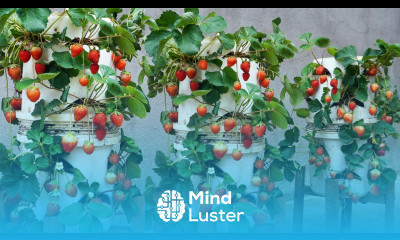 Grow strawberries for a lot of fruits in plastic containers if you know this secret