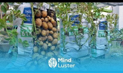 Why do potatoes grow in bags of soil have so many tubers Here is the answer