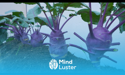 It s so easy to grow purple kohlrabi at home the tubers are big and beautiful