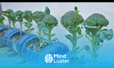 Do you like to eat broccoli Growing broccoli is very easy at home