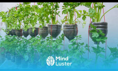 Unlocking the secret to growing celery in plastic bottles is easy celery grows fast