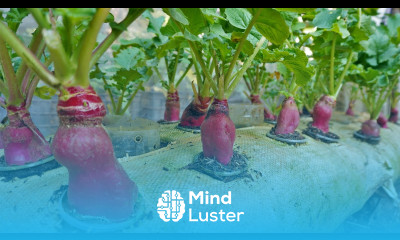 New method Grow radish in soil bags and the results are amazing