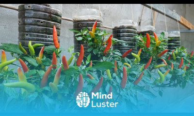 Let s grow chili this way it will save you a lot of space and have many fruits