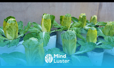 Follow this method and your napa cabbage will be harvested quickly growing napa cabbage in bag
