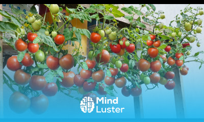 No need garden still can grow tomatoes lots of fruit Growing hanging tomatoes in containers