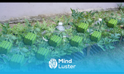 Skill of growing square watermelons at home let s see how they do