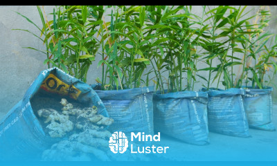 Too easy with the way to recycle old bags to grow ginger at home for many tubers