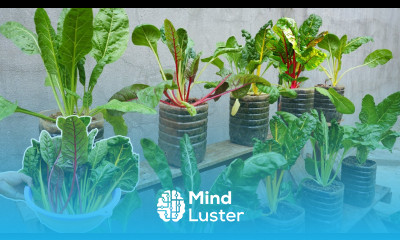 With just a few old plastic bottles I can grow colorful Swiss chard at home