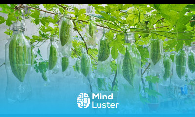 Didn t expect it to be so easy to grow bitter melon at home tips for growing bitter melon