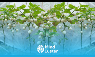 Growing White Eggplant goose eggs Eggplant is easy the fruit is large and beautiful