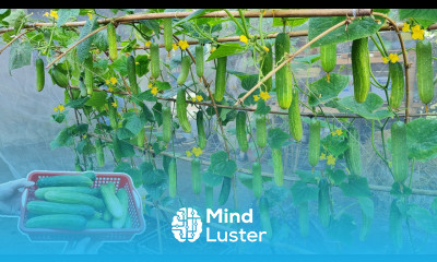 The method of growing cucumbers is best for you many fruits and easy to grow