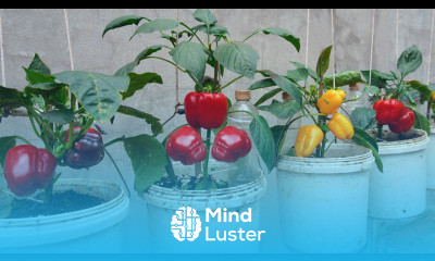 Bell peppers are big and sweet if you Grows them by this method growing peppers from seeds