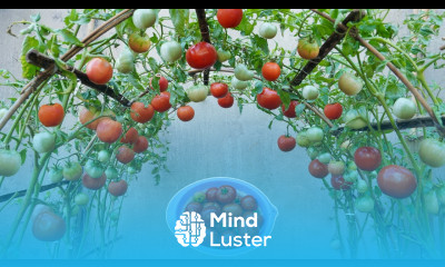Tomatoes grow fast and have many fruits if you grow this method Growing tomatoes from seeds