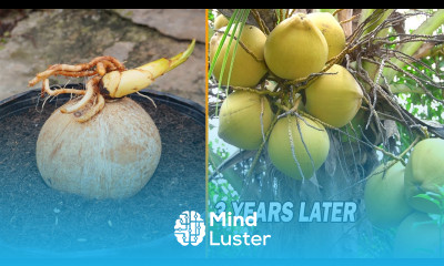 Coconut water is sweet and many fruits if you do it this way Growing Coconut from Coconut