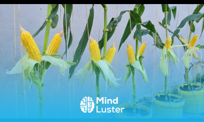 The secret of growing large and abundant corn in plastic containers without a garden