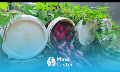 Growing Sweet Potatoes for many tubers in plastic containers without caring